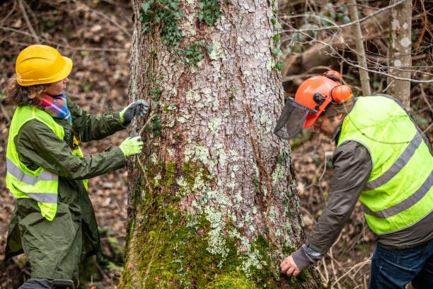 Trusted Glenmora, LA Tree Care Experts